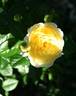 Bamako rose photo