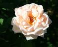Champagne Elegance rose photo