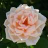 Champagne Elegance rose photo