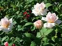 Champagne Elegance rose photo