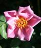 Dancing Lady rose photo