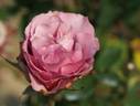Mysterious rose photo
