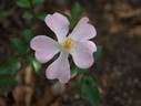 Florosa rose photo