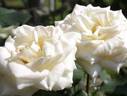 Highness Ai rose photo