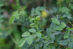R. glabrifolia rose photo