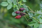 R. glabrifolia rose photo