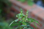 R. glabrifolia rose photo