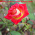 Over the Rainbow rose photo