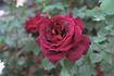 Oklahoma, Cl. rose photo