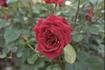 Oklahoma, Cl. rose photo