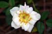 Sis rose photo