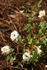 Sis rose photo