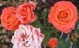 Classic Orange rose photo