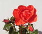 Mary Sumner rose photo