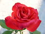 Rusticana, Cl. rose photo