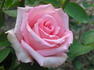 Bridget's Joy rose photo