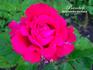 Bambey rose photo