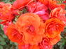 Allotria rose photo