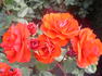 Allotria rose photo