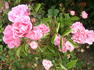 Bayernland Cover ™ rose photo