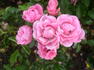 Bayernland Cover ™ rose photo