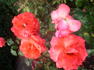Freude ® rose photo