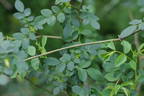 R. glabrifolia rose photo