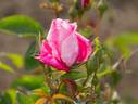Mademoiselle Hide rose photo