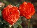 Anne Cocker ® rose photo