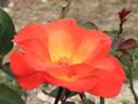 Alezane rose photo