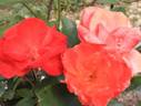 Alezane rose photo