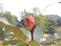 Alezane rose photo