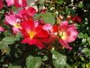 Avanti rose photo