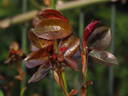 Crimson Cascade rose photo