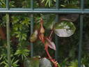 Messire Delbard rose photo