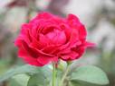 American Home rose photo
