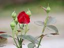 American Home rose photo