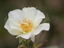 Weisse aus Sparrieshoop rose photo