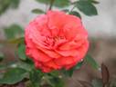 Amica rose photo