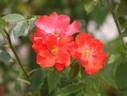 Paso Doble rose photo