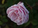 Joy O'Brien rose photo