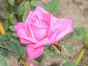 June Park rose photo