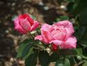 Jules Gaujard rose photo