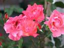 United Nations rose photo