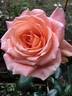 Hollywood Star rose photo