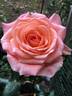Hollywood Star rose photo