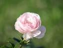 Kohaku rose photo