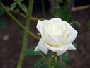 Hakuchō rose photo