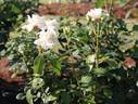 Hakuchō rose photo