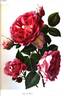 Les Rosati rose photo